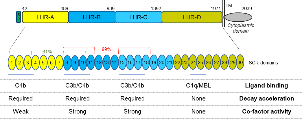 Soluble Complement Receptor 1 Therapeutics